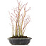 Acer palmatum, 34 cm, ± 8 jaar oud