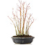 Acer palmatum, 34 cm, ± 8 anni