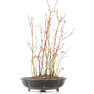 Acer palmatum, 34 cm, ± 8 jaar oud