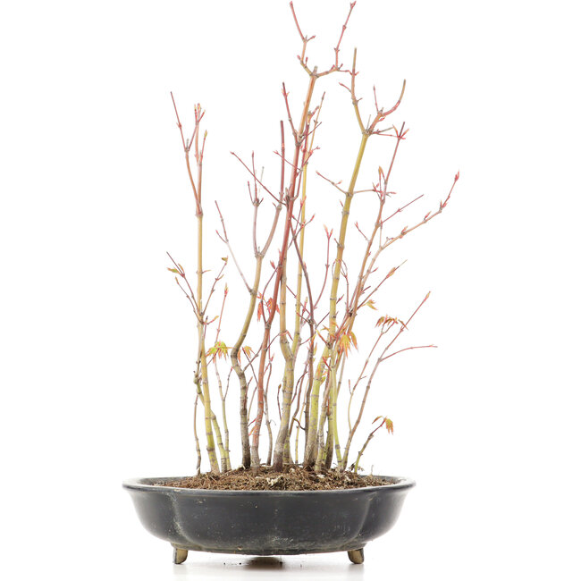 Acer palmatum, 34 cm, ± 8 jaar oud, met één voet van de pot