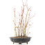 Acer palmatum, 34 cm, ± 8 anni, con un piede del vaso