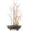 Acer palmatum, 34 cm, ± 8 jaar oud, met één voet van de pot