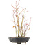 Acer palmatum, 34 cm, ± 8 anni, con un piede del vaso