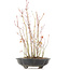 Acer palmatum, 34 cm, ± 8 Jahre alt, mit einem Fuß des Topfes