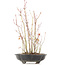 Acer palmatum, 34 cm, ± 8 years old, with one foot of the pot