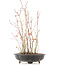 Acer palmatum, 34 cm, ± 8 jaar oud, met één voet van de pot