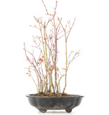 Acer palmatum, 34 cm, ± 8 jaar oud, met één voet van de pot