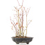 Acer palmatum, 34 cm, ± 8 jaar oud, met één voet van de pot