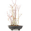 Acer palmatum, 34 cm, ± 8 years old, with one foot of the pot
