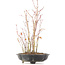 Acer palmatum, 34 cm, ± 8 jaar oud, met één voet van de pot