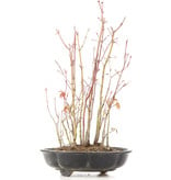 Acer palmatum, 34 cm, ± 8 jaar oud, met één voet van de pot