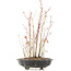 Acer palmatum, 34 cm, ± 8 anni, con un piede del vaso