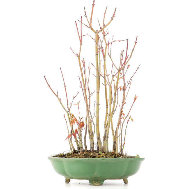 Acer palmatum, 34 cm, ± 8 Jahre alt