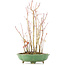 Acer palmatum, 34 cm, ± 8 jaar oud