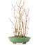 Acer palmatum, 34 cm, ± 8 Jahre alt