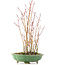 Acer palmatum, 34 cm, ± 8 Jahre alt