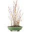 Acer palmatum, 34 cm, ± 8 Jahre alt