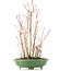 Acer palmatum, 34 cm, ± 8 jaar oud