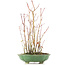 Acer palmatum, 34 cm, ± 8 jaar oud