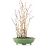 Acer palmatum, 34 cm, ± 8 Jahre alt