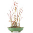 Acer palmatum, 34 cm, ± 8 Jahre alt