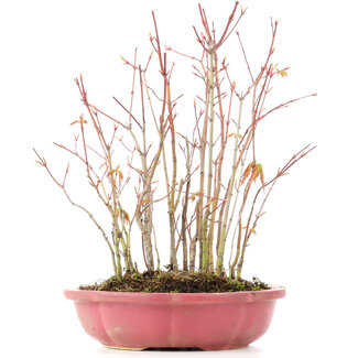 Acer palmatum, 34 cm, ± 8 jaar oud