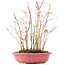 Acer palmatum, 34 cm, ± 8 jaar oud