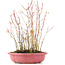 Acer palmatum, 34 cm, ± 8 jaar oud