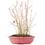 Acer palmatum, 34 cm, ± 8 Jahre alt