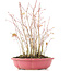 Acer palmatum, 34 cm, ± 8 jaar oud