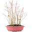 Acer palmatum, 34 cm, ± 8 Jahre alt