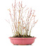 Acer palmatum, 34 cm, ± 8 Jahre alt