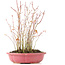 Acer palmatum, 34 cm, ± 8 Jahre alt