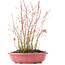 Acer palmatum, 34 cm, ± 8 Jahre alt