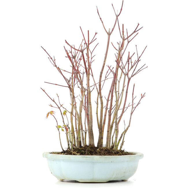 Acer palmatum, 32 cm, ± 8 Jahre alt