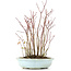 Acer palmatum, 32 cm, ± 8 Jahre alt