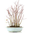 Acer palmatum, 32 cm, ± 8 Jahre alt