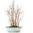 Acer palmatum, 32 cm, ± 8 jaar oud