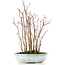 Acer palmatum, 32 cm, ± 8 Jahre alt