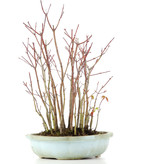 Acer palmatum, 32 cm, ± 8 jaar oud