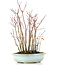 Acer palmatum, 32 cm, ± 8 Jahre alt