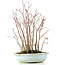 Acer palmatum, 32 cm, ± 8 Jahre alt