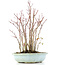 Acer palmatum, 32 cm, ± 8 Jahre alt