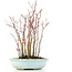 Acer palmatum, 32 cm, ± 8 Jahre alt