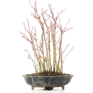 Acer palmatum, 32 cm, ± 8 años