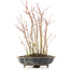 Acer palmatum, 32 cm, ± 8 jaar oud