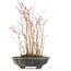 Acer palmatum, 32 cm, ± 8 Jahre alt