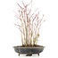 Acer palmatum, 32 cm, ± 8 Jahre alt