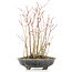 Acer palmatum, 32 cm, ± 8 jaar oud