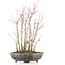 Acer palmatum, 32 cm, ± 8 Jahre alt